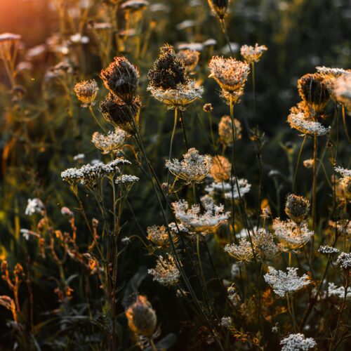Ai Wallart Botanisch
