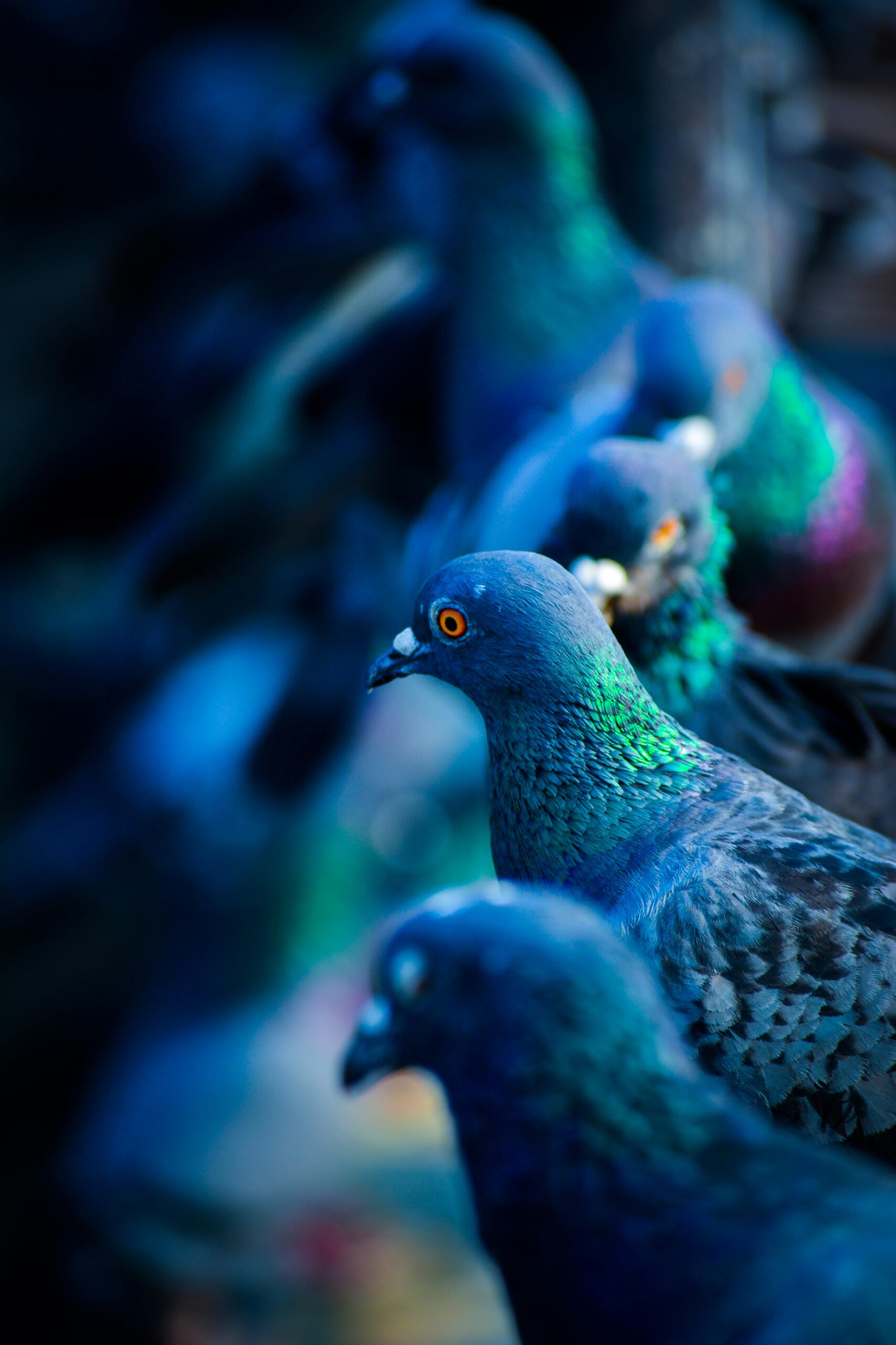 Ai Wallart Dieren
